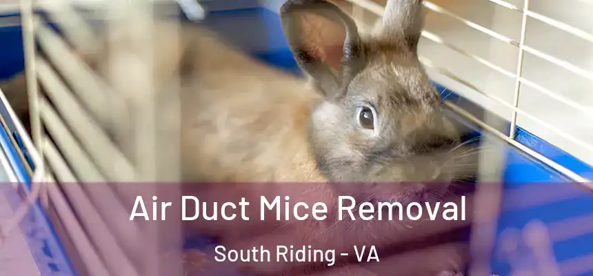 Air Duct Mice Removal South Riding - VA